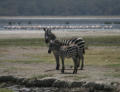 Neugierige Zebras am Lake Nakuru