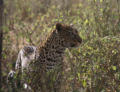 Eine Leopardin wartet auf ihre Jungen